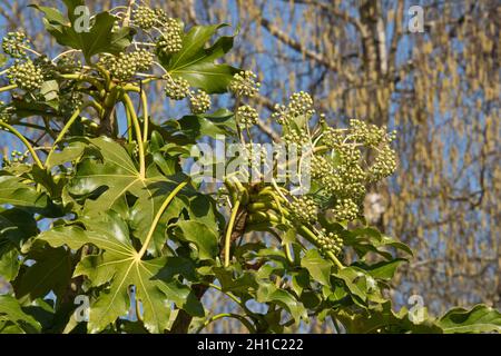 False castor oil plant (Fatsia japonica) glossy green palmately-lobed leaves and immature green clusters of fruit, Berkshire, April Stock Photo