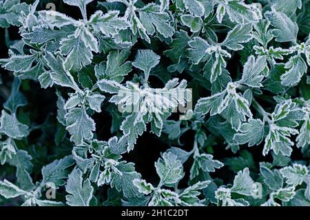 Frozen branches of chrysanthemum. Green leaves covered with morning frost. Top view. Close up. Stock Photo