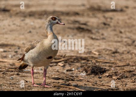 Egyptian Goose - Alopochen aegyptiaca, beautiful colored goose from African lakes, marshes and grasslands, Queen Elizabeth National Park, Uganda. Stock Photo