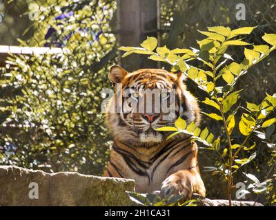 Sumatran Tiger at the Kansas City Zoo in KC Missouri MO KC Stock Photo ...