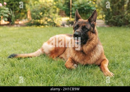 Portrait of a German shepherd in a park. Purebred dog lying on the grass in the yard. Stock Photo