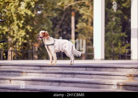 A cute dog is standing on the stairs on a beautiful day in the park and staring. Pet, friend, walk Stock Photo