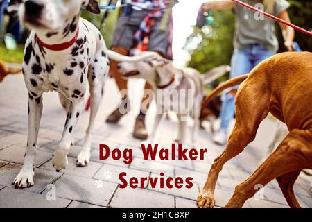 Dog walker servises - dogs on the leash walking with dog walker person outdoor in park Stock Photo