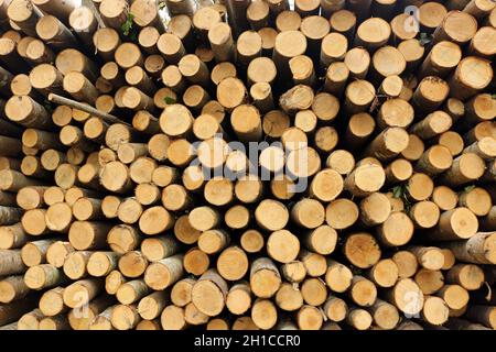 a stack of logs cut for firewood Stock Photo