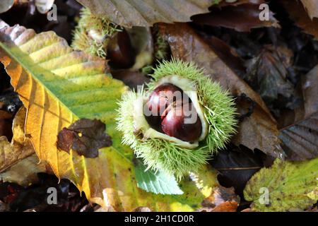 sweet chestnuts on the ground in autumn Stock Photo