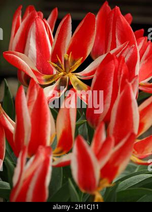 dazzling splash of colour from cultivated tulips (Tulipa) with red white petals, yellow stamens & green foliage in Cumbria, England, UK Stock Photo