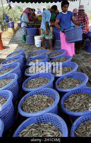 a shrimp earning at a shrimp farm at the Khao sam roi Yot national park south of the Town of Hua Hin in Thailand.   Thailand, Hua Hin, November, 2011 Stock Photo