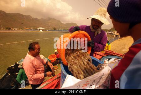 a shrimp earning at a shrimp farm at the Khao sam roi Yot national park south of the Town of Hua Hin in Thailand.   Thailand, Hua Hin, November, 2011 Stock Photo