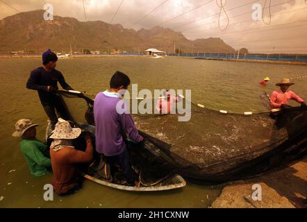 a shrimp earning at a shrimp farm at the Khao sam roi Yot national park south of the Town of Hua Hin in Thailand.   Thailand, Hua Hin, November, 2011 Stock Photo