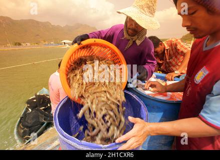 a shrimp earning at a shrimp farm at the Khao sam roi Yot national park south of the Town of Hua Hin in Thailand.   Thailand, Hua Hin, November, 2011 Stock Photo