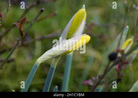 young yellow daffodil buds on a rainy april day Stock Photo