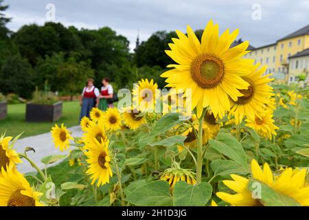 Ein wunderschöner Garten mit verschiedenen Blumenarten in