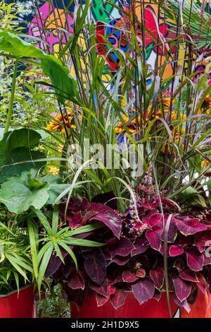 Pop Street Garden. Detail of foliage planiting combination in painted red containers. Including Miscanthus sinensis ‘Dronning Ingrid’, dark red coleus Stock Photo