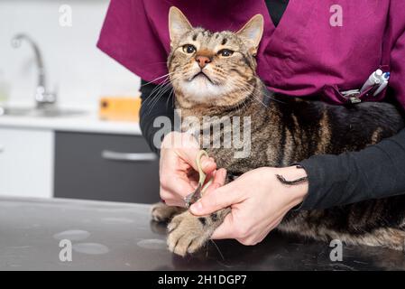 Close up view of Veterinarian with clipper cutting cat nail . Stock Photo