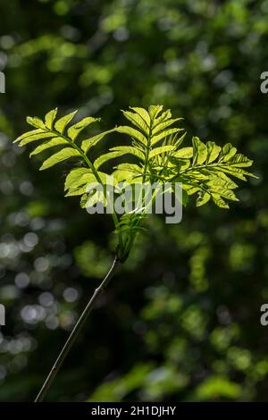 Common Ash tree Fraxinus excelsior Stock Photo