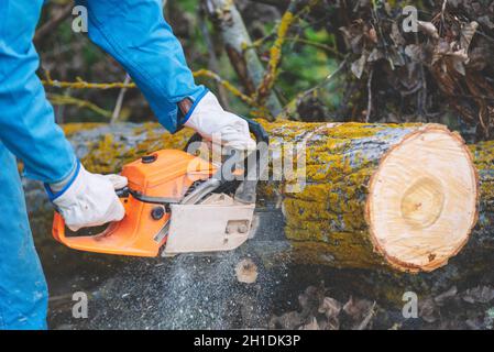 Close up of a lumberjack cutting old wood with a chainsaw . Stock Photo