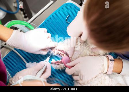 Woman veterinarian dentist doing procedure of professional teeth cleaning dog in a veterinary clinic. Anesthetized dog in operation table. Pet healthc Stock Photo