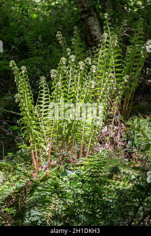 Broad Buckler fern Dryopteris dilatata in spring time growth Stock Photo