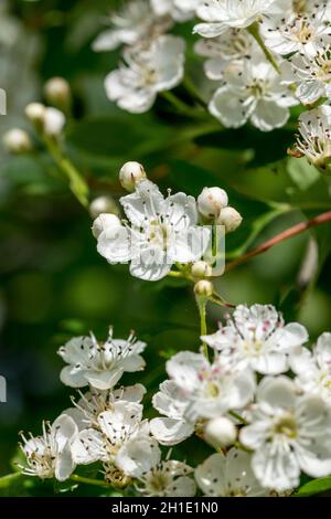 Hawthorn tree Crataegus monogyna Stock Photo