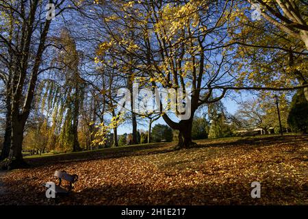 Park seat made of wood in Valley Gardens, Harrogate, surrounded by trees drenched in sunlight and a carpet of golden and yellow leaves. Stock Photo