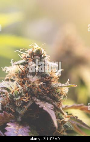 Close-up of a marijuana bud on a green background. Blooming medical marijuana indoors. The plant is ready for harvesting.OG kush strain. Stock Photo