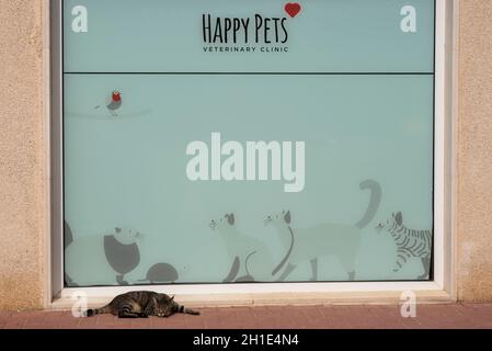 Happy pets hot sale vet