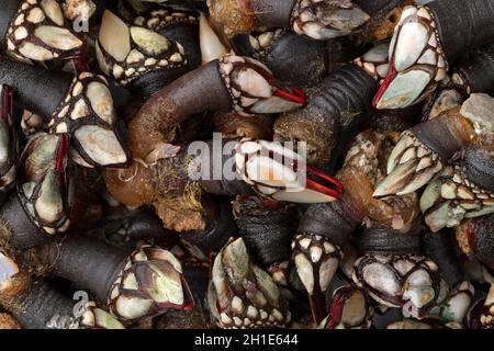 Fresh raw goose barnacles full frame close up as background Stock Photo