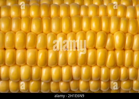 Fresh raw yellow sweet corn full frame close up Stock Photo