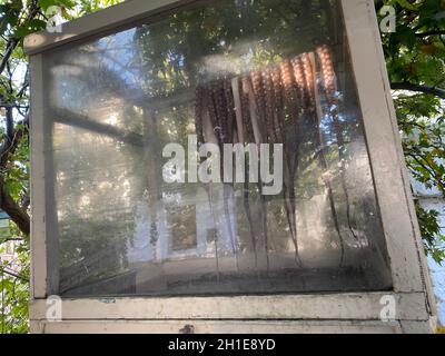 Fresh octopus hanging to drying behind a window of a traditional restaurant on a greek island Stock Photo