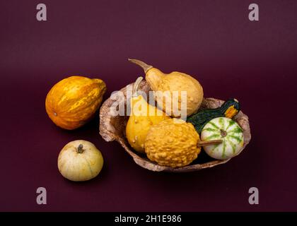 Ceramic bowl with small decorative pumpkins. Orange pumpkins on dark purple background. Stock Photo