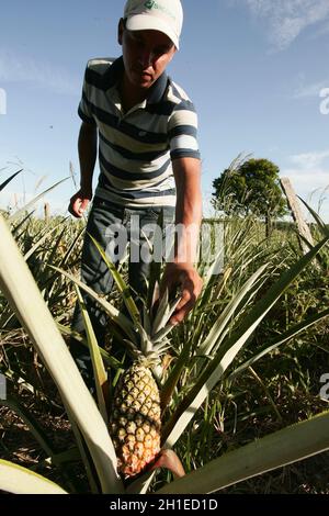 eunapolis, bahia / brazil - november 30, 2009: Pineapple plantation in the city of Eunapolis. *** Local Caption *** Stock Photo