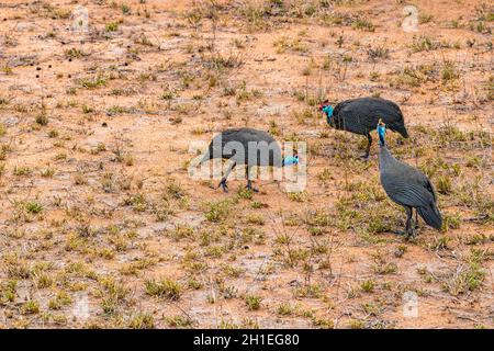 Helm Guinea Fowl helmeted guineafowl numida meleagris in the nature on safari in Kruger National Park in South Africa. Stock Photo