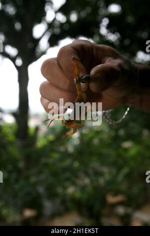 itabuna, bahia / brazil - june 16, 2011: man holds the scorpion insect in the neighborhood of Jacana in the city of Itabuna. *** Local Caption ***  . Stock Photo