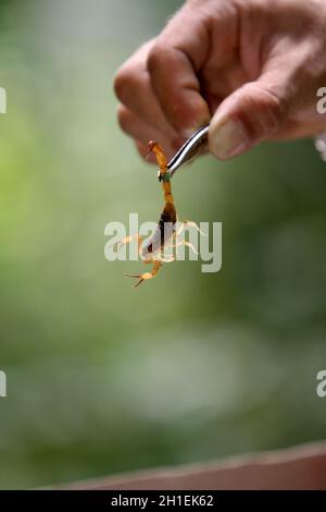 itabuna, bahia / brazil - june 16, 2011: man holds the scorpion insect in the neighborhood of Jacana in the city of Itabuna. *** Local Caption ***  . Stock Photo