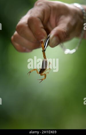 itabuna, bahia / brazil - june 16, 2011: man holds the scorpion insect in the neighborhood of Jacana in the city of Itabuna. *** Local Caption ***  . Stock Photo