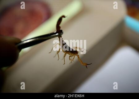 itabuna, bahia / brazil - june 16, 2011: man holds the scorpion insect in the neighborhood of Jacana in the city of Itabuna. *** Local Caption ***  . Stock Photo