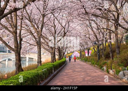 SEOUL, SOUTH KOREA - APRIL 7, 2017: People in blooming sakura cherry blossom alley in park in spring, Seokchon lake park, Seoul, South Korea Stock Photo