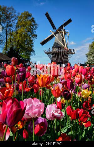 KEUKENHOF, NETHERLANDS - MAY 9, 2017: Blooming pink tulips flowerbed in Keukenhof garden, aka the Garden of Europe, one of the world largest flower ga Stock Photo