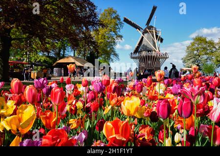 KEUKENHOF, NETHERLANDS - MAY 9, 2017: Blooming pink tulips flowerbed in Keukenhof garden, aka the Garden of Europe, one of the world largest flower ga Stock Photo