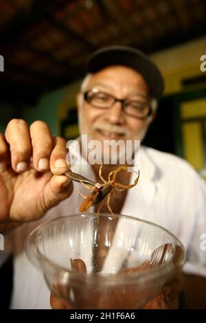 itabuna, bahia / brazil - june 16, 2011: man holds the scorpion insect in the neighborhood of Jacana in the city of Itabuna. *** Local Caption ***  . Stock Photo