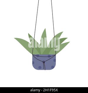 House plant aloe in hanging pot, home balcony or office indoor nature garden decoration vector illustration. Cartoon green aloe, tropical succulent houseplant growing isolated on white Stock Vector
