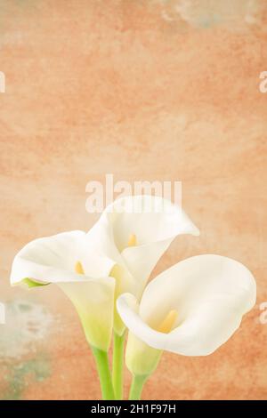 closeup three white calla Lilly flowers over soft pastel orange colored background with copy space Stock Photo