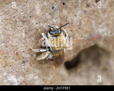 Long-horned bee (Eucera longicornis) female, a rare species in the UK, near its nest site on sandy cliffs, The Lizard, Cornwall, UK, June. Stock Photo