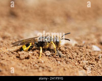 Ornate tailed digger wasp (Cerceris rybyensis) emerging from her nest burrow, The Gower, Glamorgan, Wales, UK.
