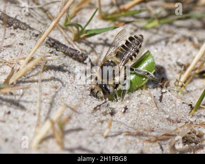 Silvery leafcutter bee (Megachile leachella) female entering its nest burrow in coastal dunes with a circle of leaf it has cut to line its nest cells Stock Photo