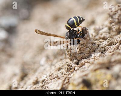 Spiny mason wasp (Odynerus spinipes) female building an ornate mud chimney from mud to protect her nest burrow entrance, Cornwall, UK, June. Stock Photo