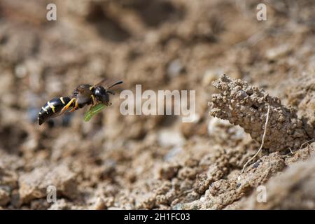 Spiny mason wasp (Odynerus spinipes) female flying to the ornate mud chimney protecting her nest burrow with a Weevil grub (Hypera sp.) for her larvae. Stock Photo