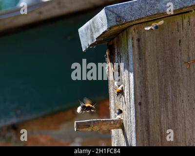 Tree bumblebee (Bombus hypnorum) flying back to its colony in a bird nest box they have taken over on a house wall,  Wiltshire, UK, June. Stock Photo