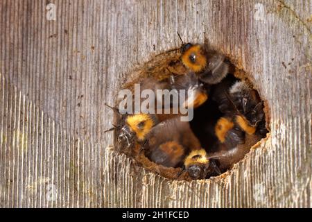 Tree bumblebees (Bombus hypnorum) nesting in a bird box they have taken over, fanning their wings to ventilate the nest, Wiltshire, UK, June. Stock Photo