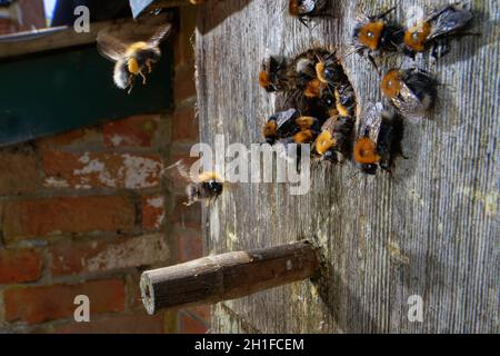 Tree bumblebees (Bombus hypnorum) coming and going from a bird nest box they have taken over on a house wall,  Wiltshire, UK, June. Stock Photo